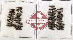 Scientific lot no. 290 Staphylinidae (40 pcs)