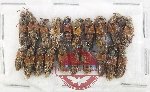 Scientific lot no. 304 Staphylinidae (20 pcs)