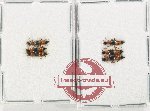 Scientific lot no. 305 Staphylinidae (6 pcs)