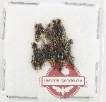 Scientific lot no. 287 Staphylinidae (10 pcs)