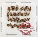 Scientific lot no. 285 Staphylinidae (65 pcs)