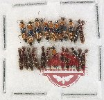 Scientific lot no. 294 Staphylinidae (22 pcs)