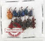 Scientific lot no. 131 Attelabidae (6 pcs)