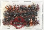Scientific lot no. 129 Attelabidae (38 pcs)