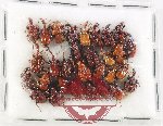 Scientific lot no. 133 Attelabidae (30 pcs)