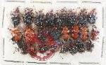 Scientific lot no. 128 Attelabidae (25 pcs)