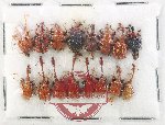 Scientific lot no. 127 Attelabidae (16 pcs)
