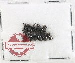 Scientific lot no. 135 Attelabidae (11 pcs)