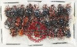 Scientific lot no. 132 Attelabidae (26 pcs)