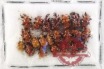 Scientific lot no. 126 Attelabidae (22 pcs)