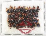 Scientific lot no. 125 Attelabidae (36 pcs)