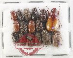 Scientific lot no. 310 Melolonthinae (16 pcs)