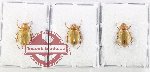 Scientific lot no. 308 Melolonthinae (3 pcs - 1 pc A2)