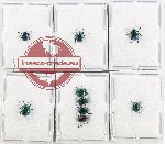 Scientific lot no. 703 Chrysomelidae (9 pcs - 4 pcs A2)