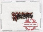 Scientific lot no. 61 Languridae (10 pcs)