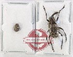 Scientific lot no. 188 Anthribidae (2 pcs)