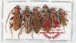 Scientific lot no. 348 Cerambycidae (6 pcs A-, A2)