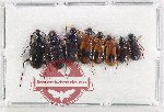 Scientific lot no. 1025 Carabidae (8 pcs A2)