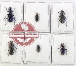 Scientific lot no. 1026 Carabidae (6 pcs - 3 pcs A2)