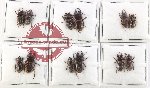 Scientific lot no. 48 Lucanidae (12 pcs)