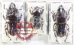 Scientific lot no. 41 Lucanidae (Dorcus sp.) (3 pcs A2)