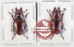 Scientific lot no. 43 Lucanidae (2 pcs)