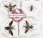 Scientific lot no. 607 Hymenoptera (4 pcs)