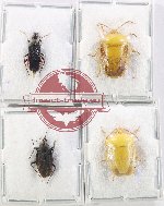 Scientific lot no. 1558 Heteroptera (4 pcs - 2 pcs A2)