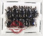 Scientific lot no. 1190 Coprophaga (Onthophagus spp.) (10 pcs)