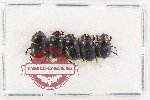 Scientific lot no. 1180X Coprophaga (Onthophagus spp.) (5 pcs)