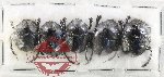 Scientific lot no. 1181 Coprophaga (Gymnopleurus sp.) (5 pcs A-)