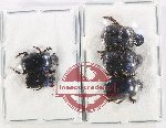Scientific lot no. 1179X Coprophaga (5 pcs A-, A2)