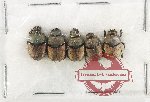Scientific lot no. 1192 Coprophaga (Onthophagus sp.) (5 pcs)