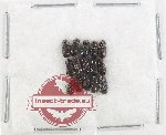 Scientific lot no. 1184 Coprophaga (Rhyssemus spp.) (15 pcs)