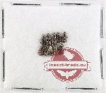 Scientific lot no. 1187 Coprophaga (Rhyssemus spp.) (10 pcs)