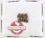 Scientific lot no. 1188 Coprophaga (Rhyssemus spp.) (10 pcs)