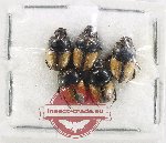 Scientific lot no. 1194 Coprophaga (Onthophagus sp.) (5 pcs)