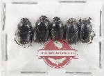 Scientific lot no. 1195 Coprophaga (5 pcs)