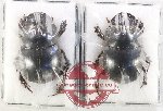 Scientific lot no. 1182 Coprophaga (Catharsius sp.) (1 pair A2)