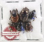 Scientific lot no. 1178 Coprophaga (Onthophagus spp.) (6 pcs)