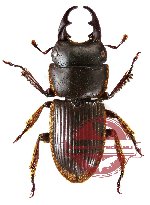 Aegus myrmidon (5 pcs)