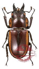 Prosopocoilus bison ssp. (A2)