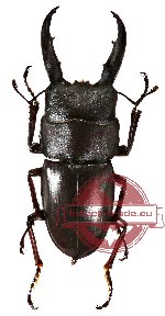 Dorcus saiga (10 pcs)