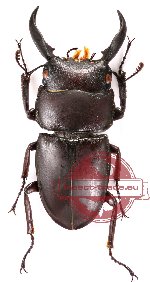Dorcus ternatensis (12 m + 4 f)