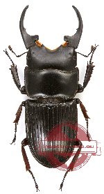 Aegus platyodon loebli (A2)