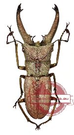 Cyclomatus canaliculatus ssp. canaliculatus (8 pcs)