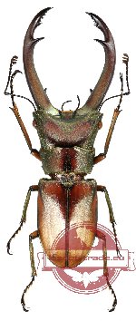 Cyclomatus truncatus (RED) (A-)