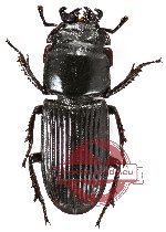 Nigidius elongatus