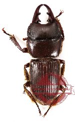 Aegus myrmidon ssp. (5 pcs)