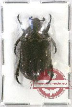 Pararhabdotis setigera (A2)